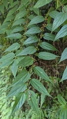 Trema cannabina, photograph (c) Cheng-Te Hsu, some rights reserved (CC BY)