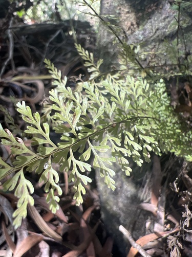 Asplenium macraei observed 2024-10-20