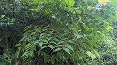 Trema cannabina, photograph (c) Cheng-Te Hsu, some rights reserved (CC BY)