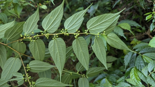 Trema cannabina, photograph 6