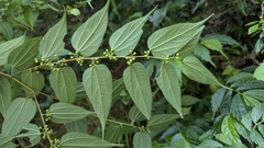 Trema cannabina, photograph (c) Cheng-Te Hsu, some rights reserved (CC BY)