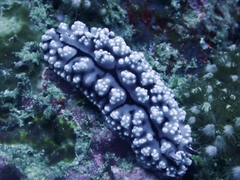 Phyllidiopsis