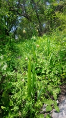 Tigridia ehrenbergii