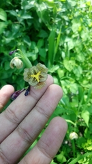 Tigridia ehrenbergii