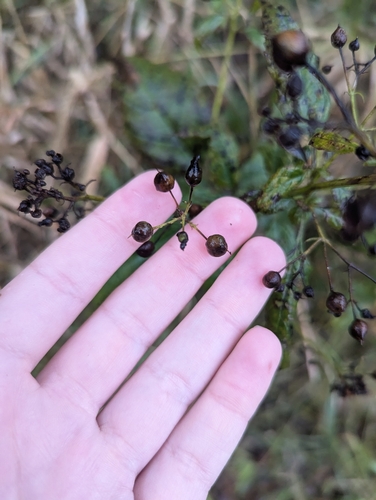 Image of Scrophularia lanceolata by (c) Skyler Principe, some rights reserved (CC BY)