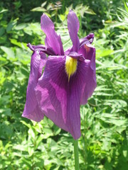 Iris ensata