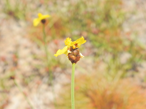 Image of Xyris complanata by (c) Scott W. Gavins, some rights reserved (CC BY)