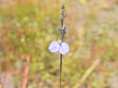Image of Comesperma defoliatum by (c) Scott W. Gavins, some rights reserved (CC BY)