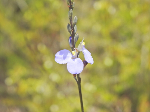 Image of Comesperma defoliatum by (c) Scott W. Gavins, some rights reserved (CC BY)