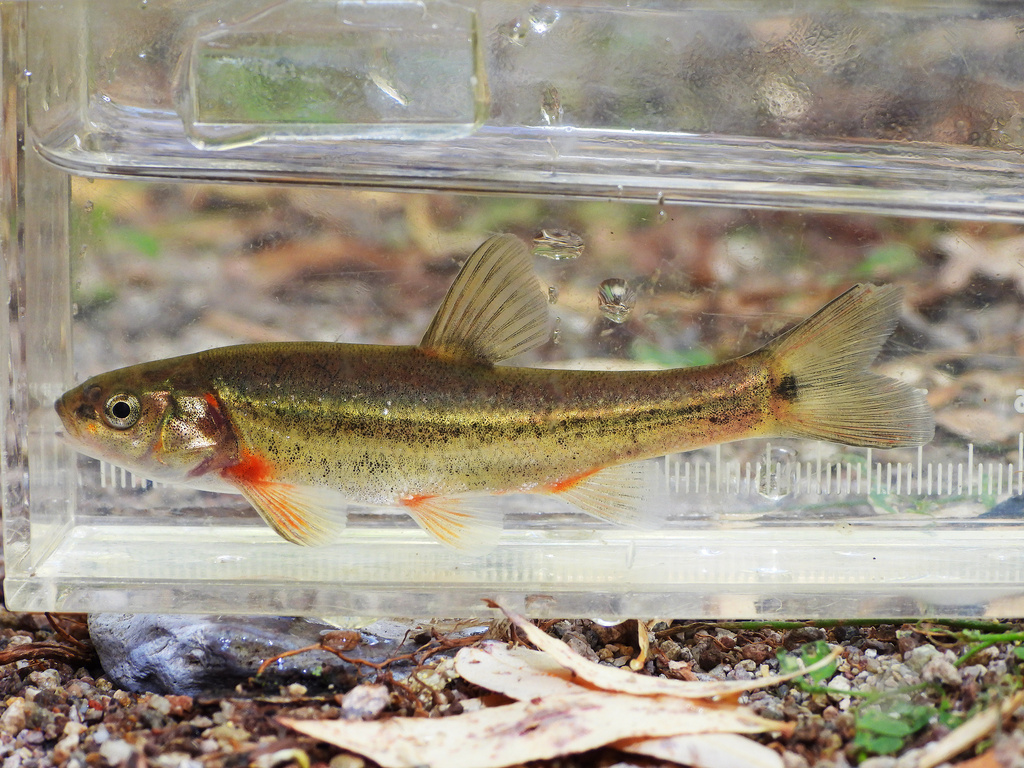 Sonora Chub