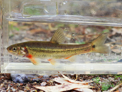 Sonora Chub photo 1
