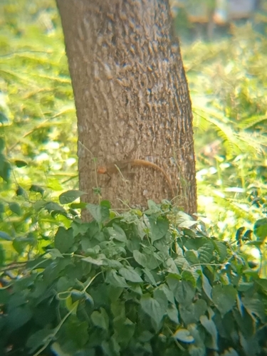 Indian Garden Lizard