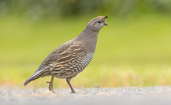 California Quail photo 3