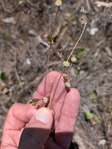 Actinotus gibbonsii, 2024-10-19