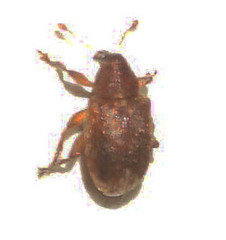 Lignyodes fraxini
