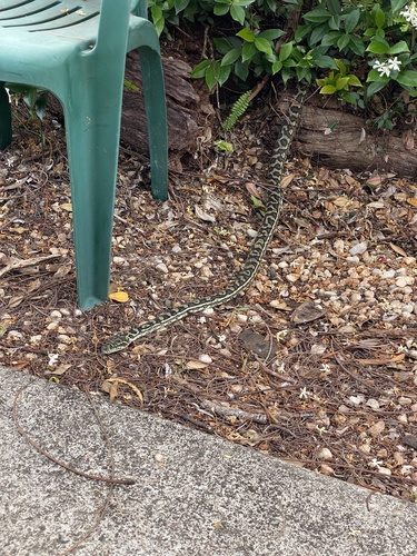Coastal Carpet Python sighting