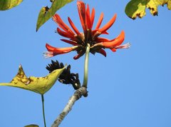 Erythrina variegata