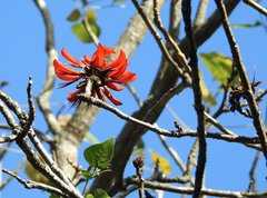Erythrina variegata