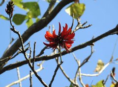 Erythrina variegata