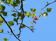 Erythrina variegata