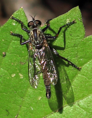 Machimus notatus