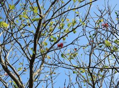 Erythrina variegata