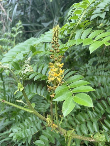 Caesalpinia bonduc iNat (3)