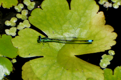 Ischnura capreolus