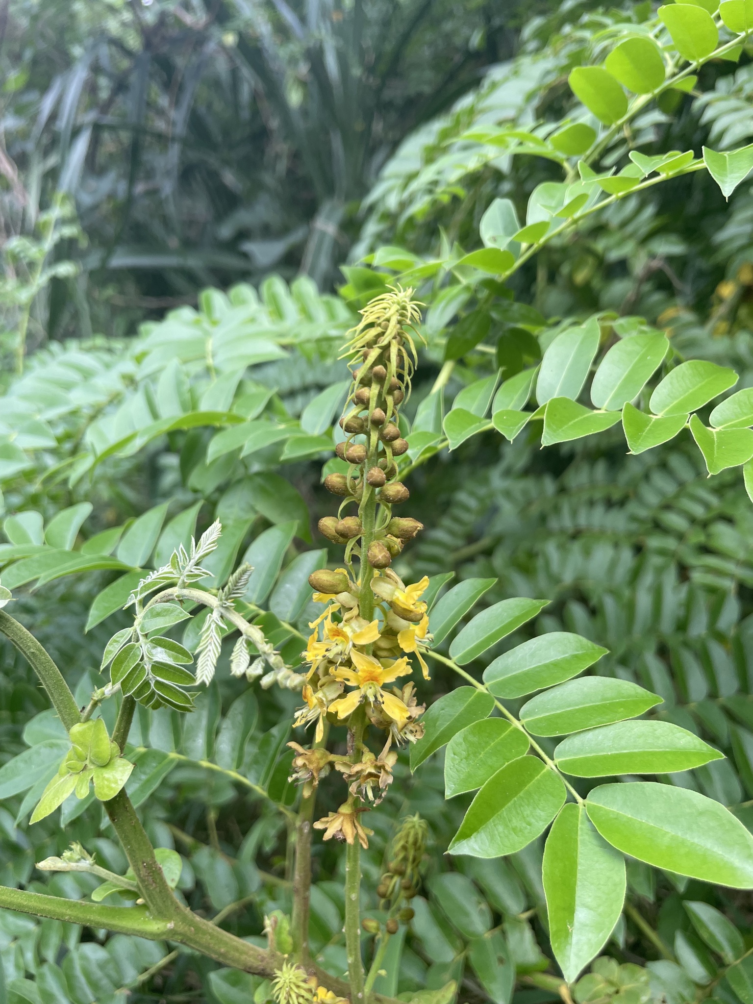 Guilandina bonduc