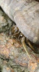 Clibanarius antennatus
