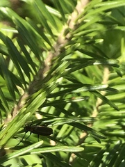 Schizotus cervicalis