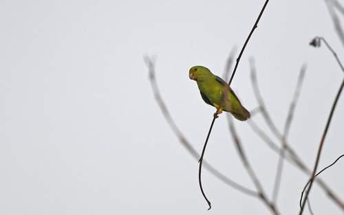 Sapphire-rumped Parrotlet (Touit purpuratus), photo 5