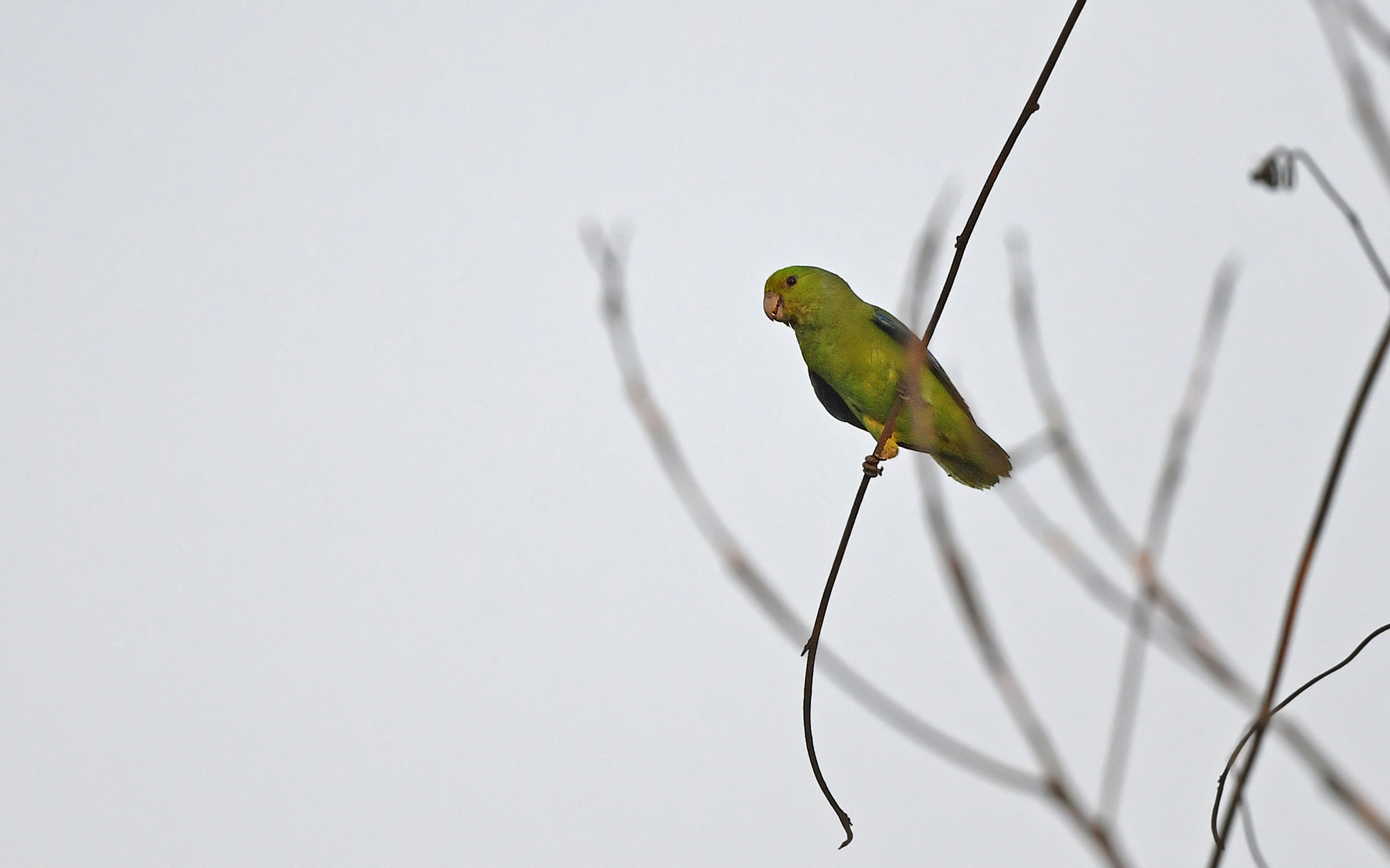 Sapphire-rumped Parrotlet (Touit purpuratus), photo 2