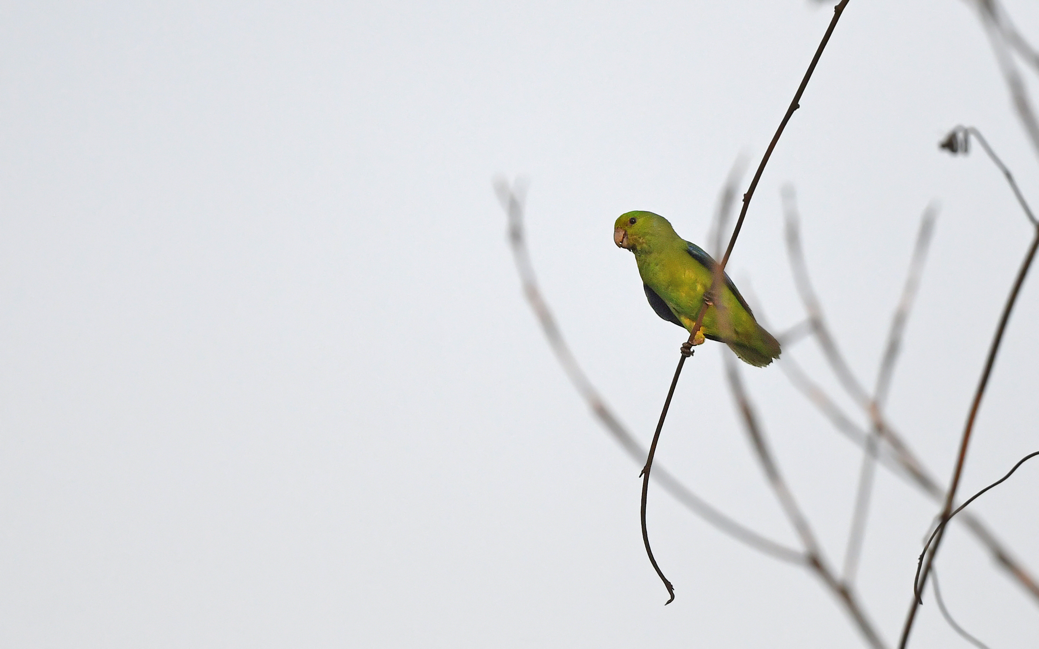 Sapphire-rumped Parrotlet (Touit purpuratus), photo 3
