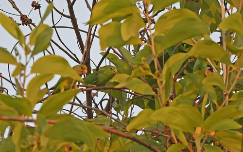 Sapphire-rumped Parrotlet (Touit purpuratus)