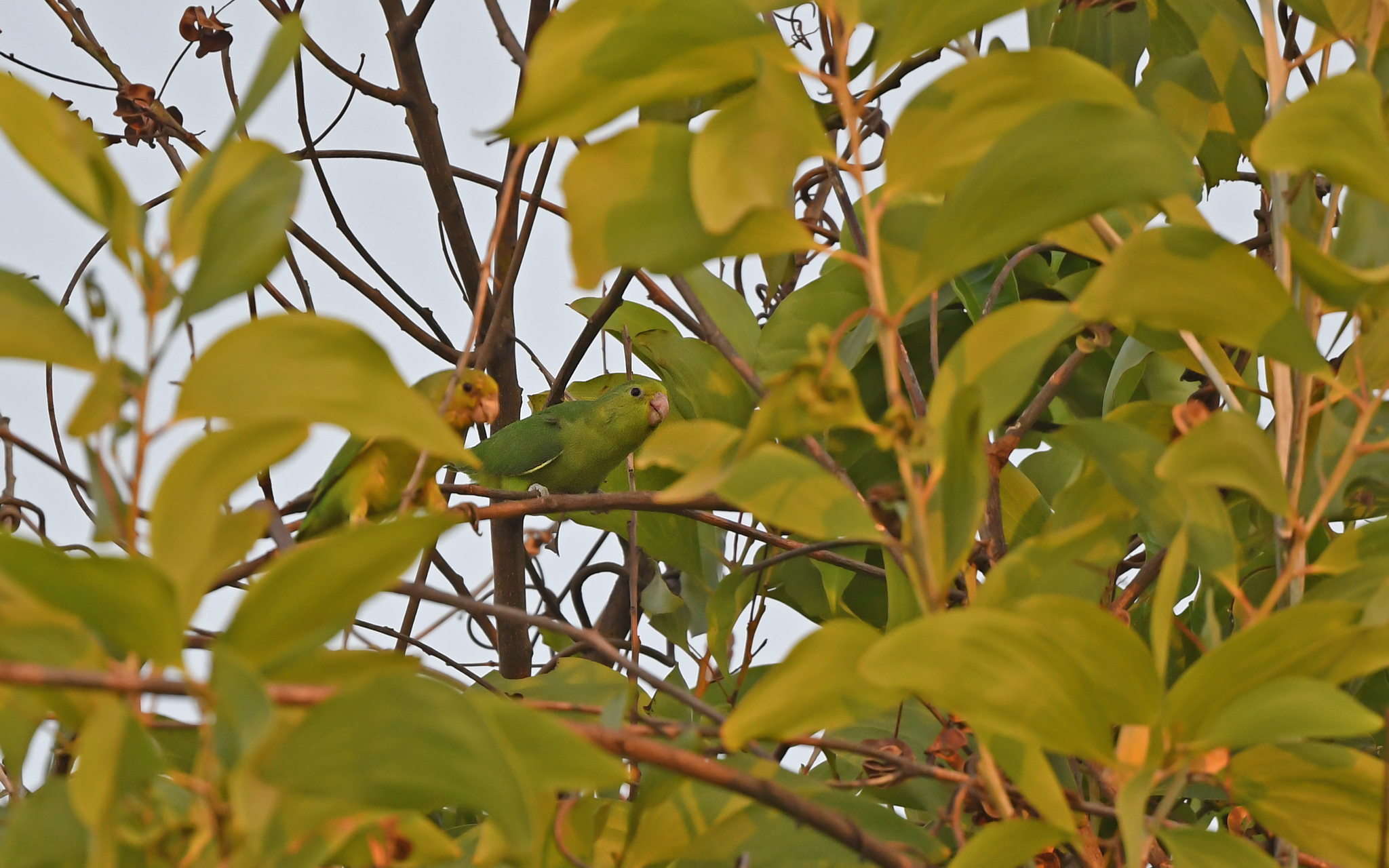 Sapphire-rumped Parrotlet (Touit purpuratus), photo 1