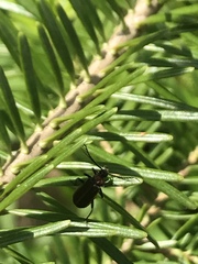 Schizotus cervicalis