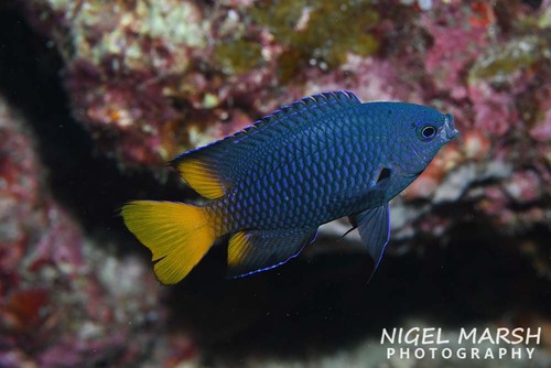 Shade damselfish — seen at this dive site