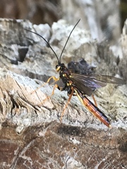 Megarhyssa nortoni