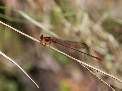 Megalagrion calliphya, 2024-10-20