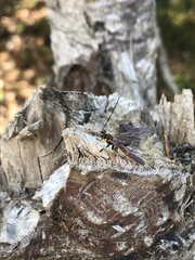 Megarhyssa nortoni