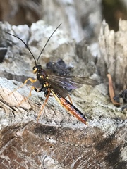 Megarhyssa nortoni