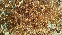 Oncosiphon pilulifer