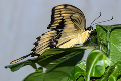 Heraclides thoas brasiliensis