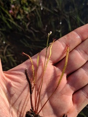 Drosera linearis