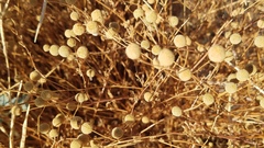 Oncosiphon pilulifer