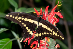 Heraclides thoas brasiliensis