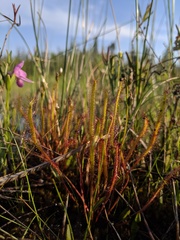 Drosera linearis