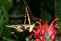 Heraclides thoas brasiliensis