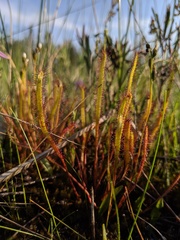 Drosera linearis